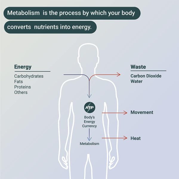Understanding the Power of Metabolism
